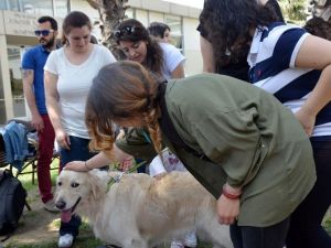 ‘Terapist’ Köpekler Sınav Stresini Ortadan Kaldırıyor