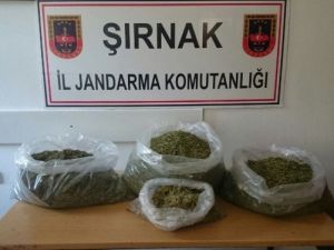 Şırnak’ta 13 Kilogram Esrar Ele Geçirildi