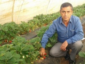 Yenice’de Çilek Üretimi Köylünün Yüzünü Güldürdü
