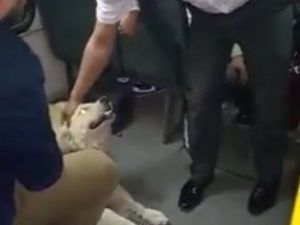 Köpeğin Otobüste Yolculuğu Şaşırttı