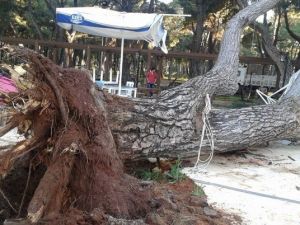 70 Yıllık Çam Ağacı Devrildi