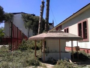 Salihli’de Tehlike Arz Eden Ağaçlar Kesildi