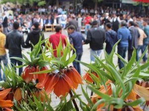 Arıcak’ta Ters Lale Şenliği Düzenlendi