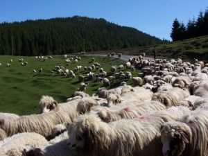 Yaylalara Göç Zamanı