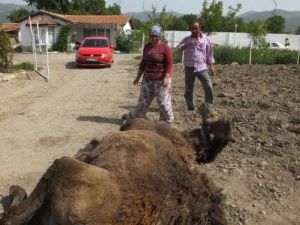 Burhaniye’de Kadın Deve Bakıcısı