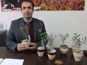 Burhaniye’de Annelere Çiçek Yerine Zeytin Ağacı Hediye Edildi