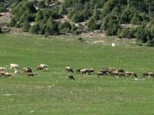 Büyükorhan’da Projeler Tamam, Sıra Uygulamada