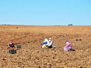 Tekirdağ’da Karpuz, Kavun Toprakla Buluştu