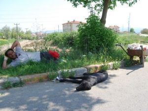 Sıcaktan Bunaldı Köpeğiyle Birlikte Yol Kenarına Yattı