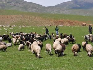 Hayvanların Telef Olması Köylüleri Tedirgin Ediyor