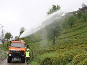 Rize’de Çay Üretiminde Organiğe Geçiş Hızla Devam Ediyor