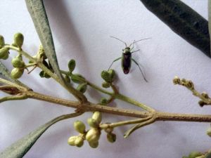 Zeytin Çiçek Sap Sokanı Mücadelesi Başladı