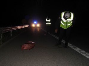 Polisi Alarma Geçiren Şüpheli Araçtan ET Çıktı