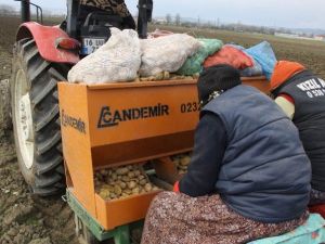 Patates Üreticileri Tedirgin