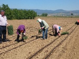 Yenişehir Ovasında Biber Ve Domates Ekimi Başladı