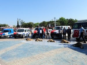 Biga Belediyesine Yeni Araçlar Alındı