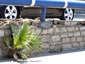 Bodrum’da Palmiye Büyümeye Devam Ediyor