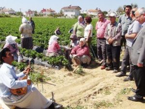 Vekil Adayına Sazlı Sözlü Nasihat