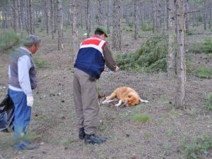 Eskişehir’de Esrarengiz Köpek Ölümleri