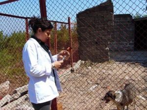 Kurucaşile’de Sokak Köpekleri Kısırlaştırıldı