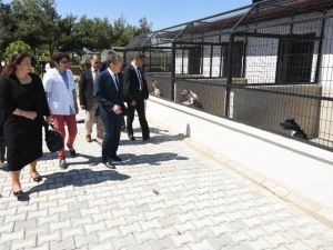 Başkan Uğur Sokak Hayvanları Geçici Bakımevinde İncelemelerde Bulundu