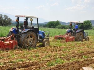 Patates Fiyatı Düştü, Üreticiyi İthalat Korkusu Sardı