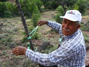 Yabani Zeytinler Ekonomiye Kazandırılıyor