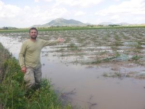 Çukurova’da Şiddetli Yağış Ve Dolu Tarım Arazilerini Vurdu