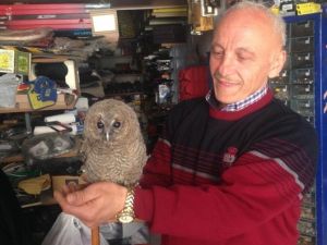 Yolunu Şaşıran Baykuşlar Oto Yedek Parça Dükkanına Girdi