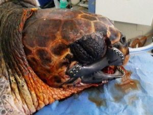 İlk Kez Bir Caretta Carettaya 3d Çene Protezi Yapıldı
