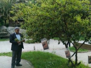 Dilovası’nda Ağaçlar Kitap Açtı