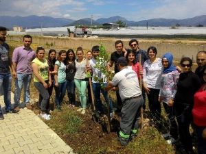 Kmyo Öğrencileri, Yürüyüş Yoluna Çınar Fidanı Dikti