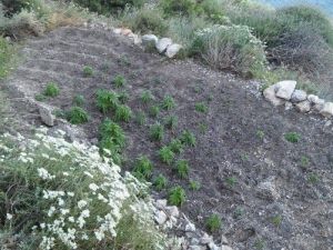 Datça Jandarmasından Uyuşturucu Tacirlerine Suçüstü