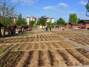 Batıkent Hobi Bahçesi’nde Fide Dağıtımı