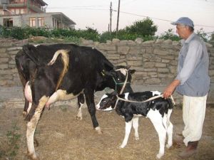 Manavgat’ta Dört Ayda 80 Bin Hayvan Aşılandı