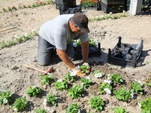 75 Bin Çiçek Buca’ya Renk Kattı