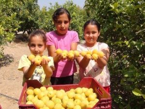 Silifke’de Açıkta Kayısı Hasadı Başladı