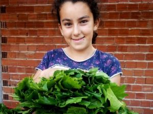 Sarıgöl’de Taze Üzüm Yaprağı Alımları Başladı