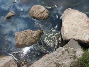 Yavuzeli İlçesinde Balıkların Nesli Tükeniyor