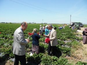 Ayvalık’ta Dünya Çiftçiler Gününü Tarlada Kutlandı
