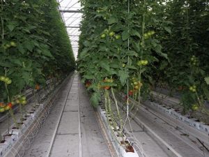 Diyadin Sebze Üretiminde Antalya’yla Yarışacak