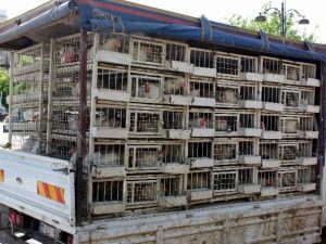 Dar Gelirli Vatandaş Canlı Tavuğa Rağbet Gösteriyor