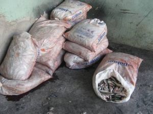 Jandarma Ekiplerinden İnci Kefali Operasyonu