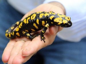 Çemişgezek’te Görülen Su Semenderleri İncelemeye Alındı