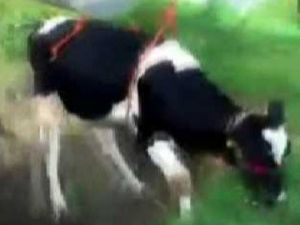 İnek Kurtarma Operasyonu