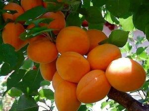 Mut Kayısı Kültür Ve Sanat Festivali’ne Hazır