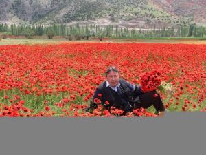 Oltu’da Gelinciklerin Büyüleyici Güzelliği