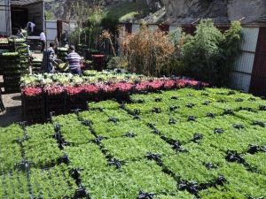 Gümüşhane Belediyesi Çiçek Dikim Çalışmalarına Başladı