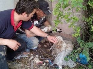 İtfaiye Ekipleri Sondaj Kuyusuna Düşen Yavru Köpekleri Kurtardı