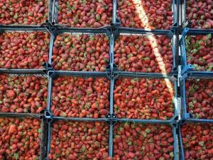 Köprübaşı Çilek Festivalinde Renkli Görüntüler